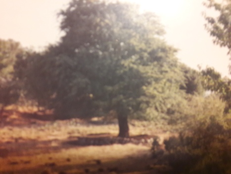 Το περίφημο δέντρο της ανασκαφής της Ζωμύνθου (φωτ. ΑΛΚΜΑΝ 1985)
